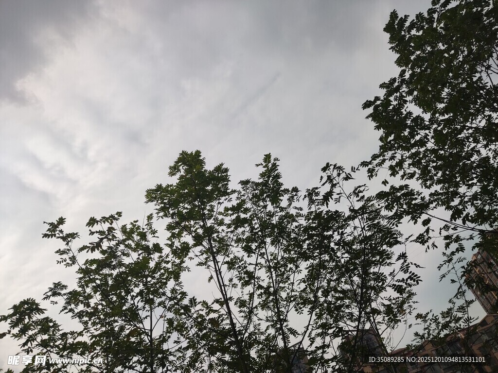 树梢之上的灰白天空
