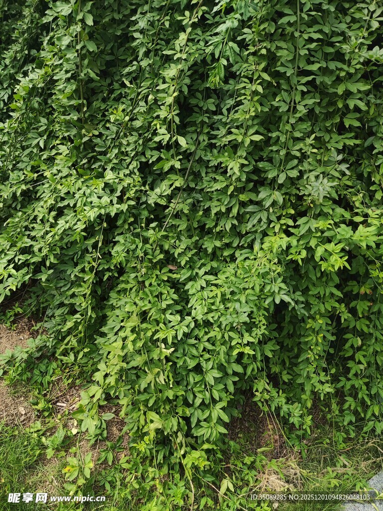 翠绿藤蔓覆盖的自然景象