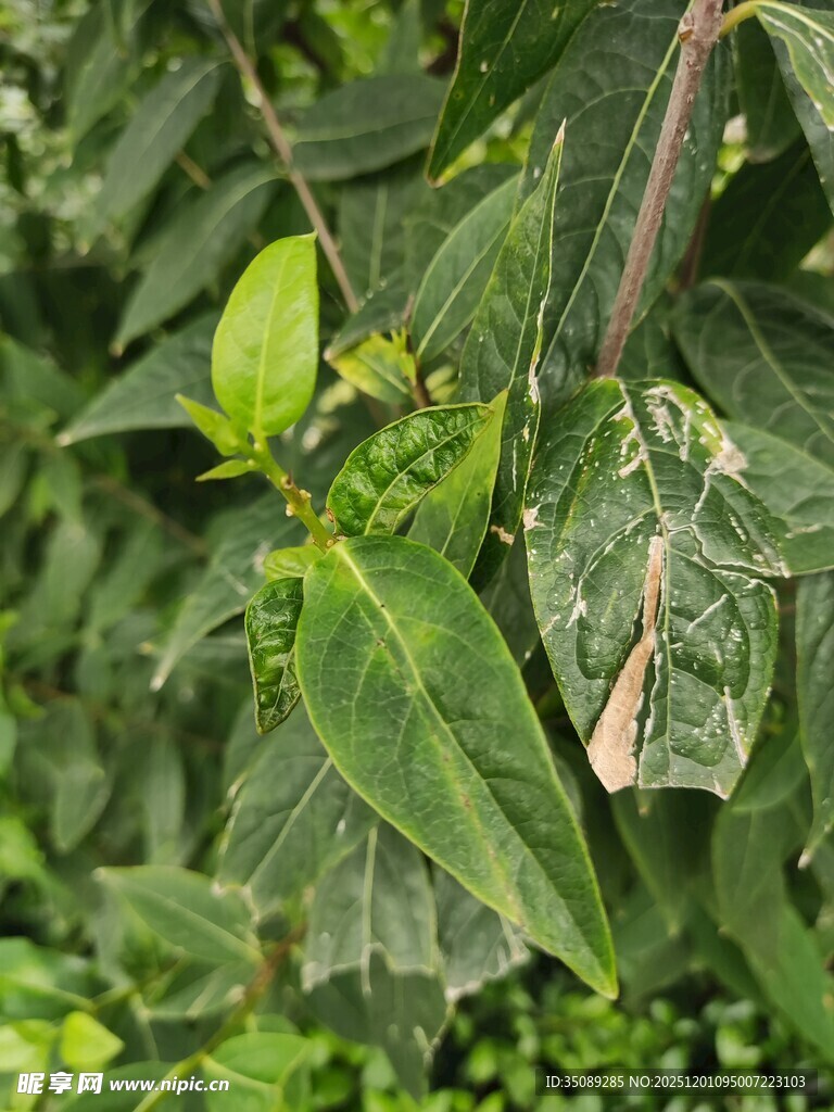 绿叶间的植物细节