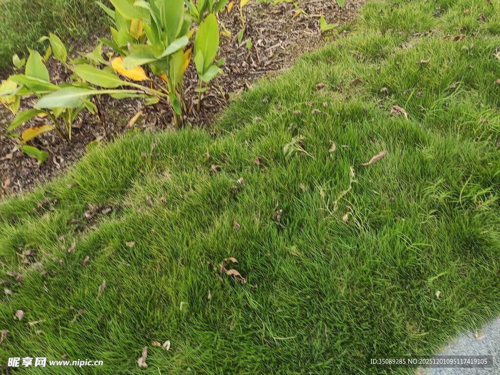翠绿草坪与边缘植物景观