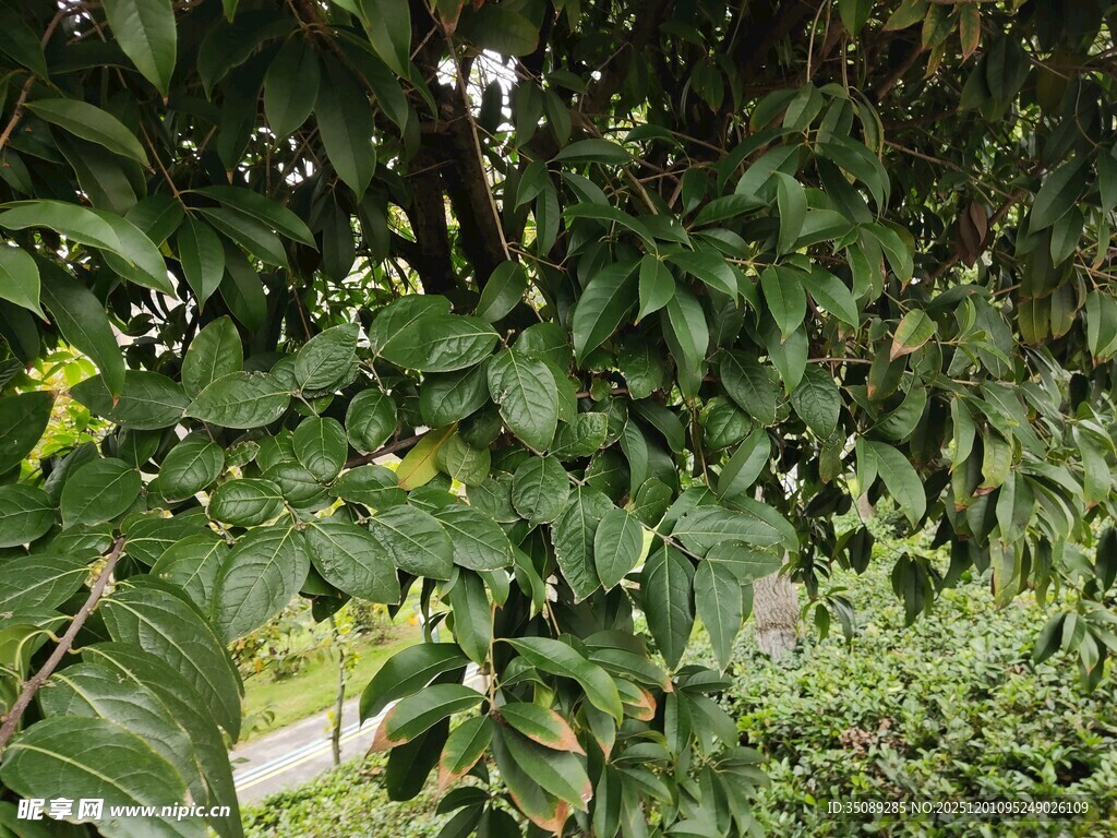 繁茂绿叶间的自然景致