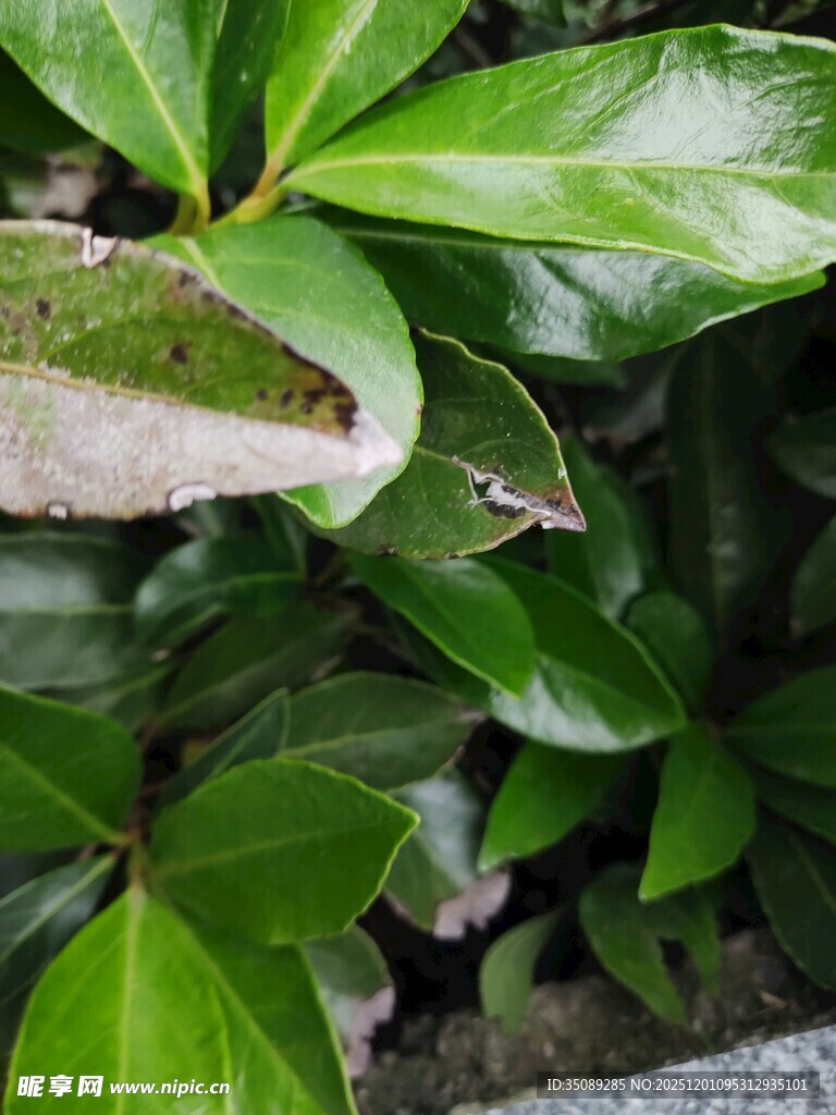 绿叶上的晶莹水珠