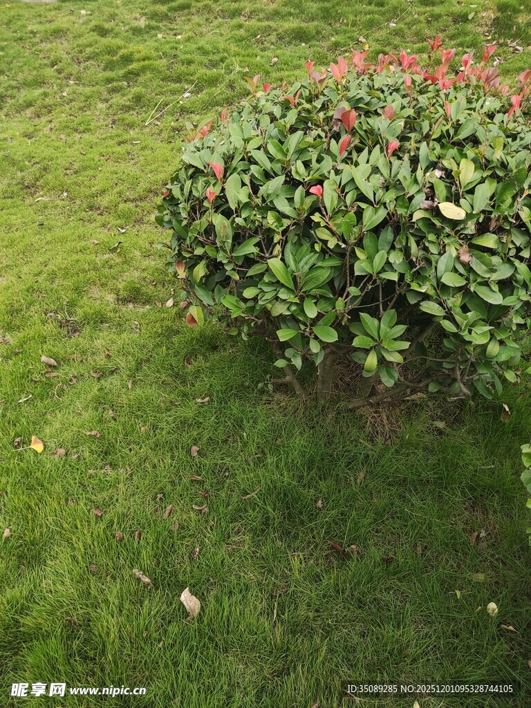 草坪上的艳丽花丛