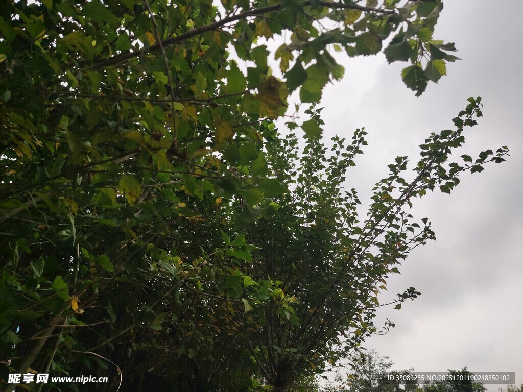 枝叶繁茂的绿植景观