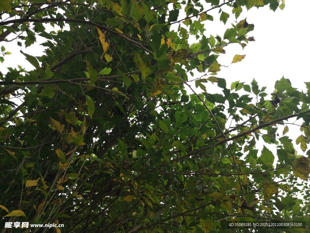 繁茂绿树枝叶葱茏