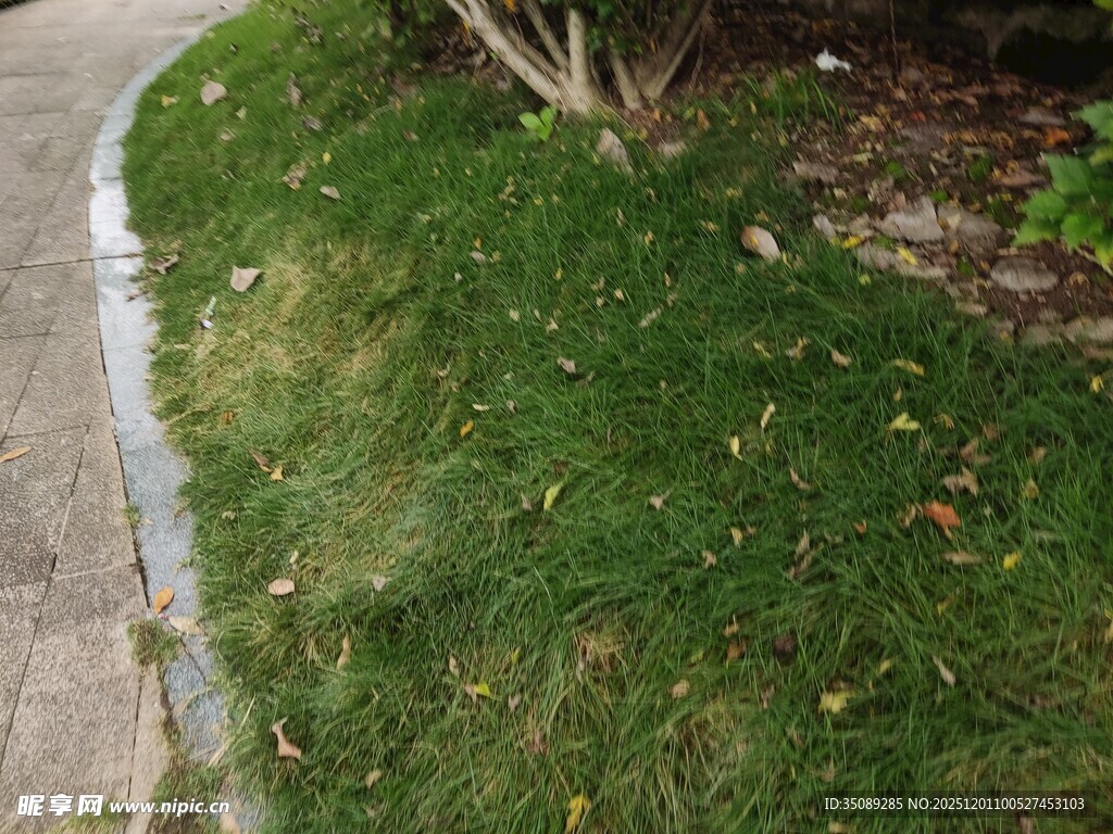 路边嫩绿草地景象