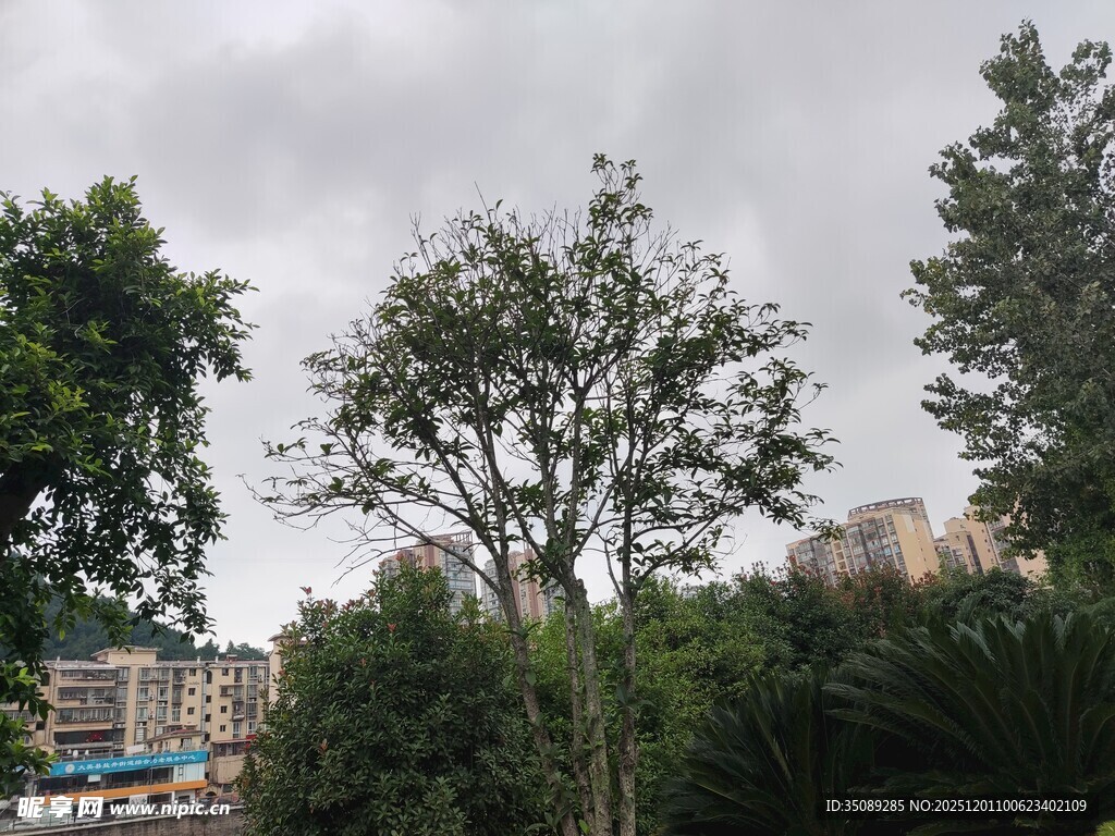 城市中的绿树景观