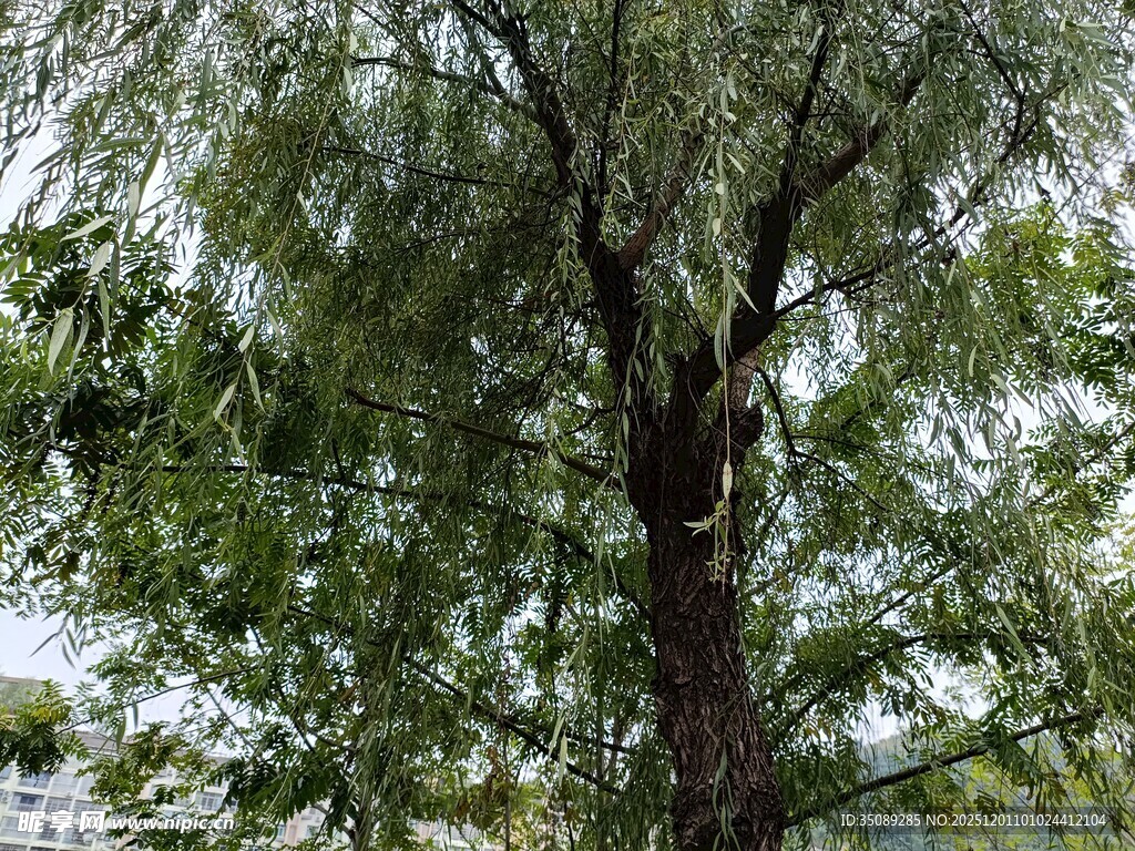 高大繁茂的绿树