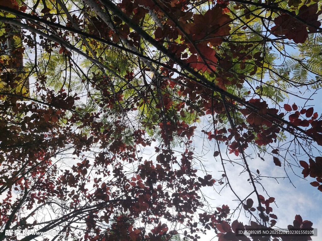 仰视红叶树枝的自然景致