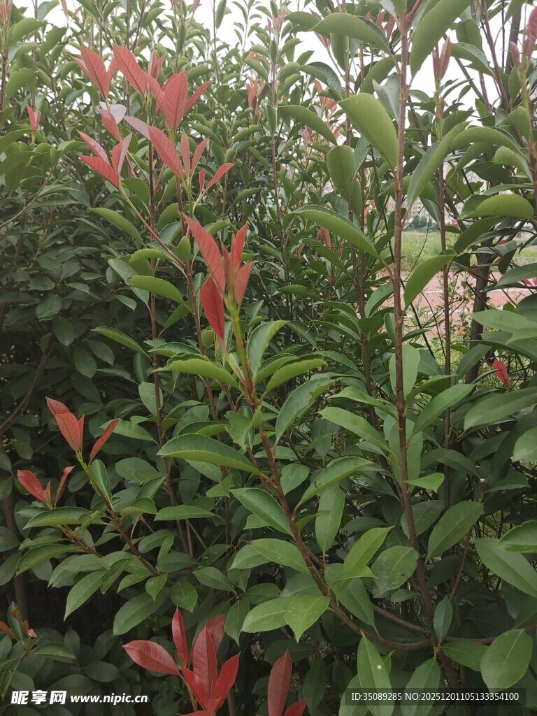 绿叶间的艳红花卉