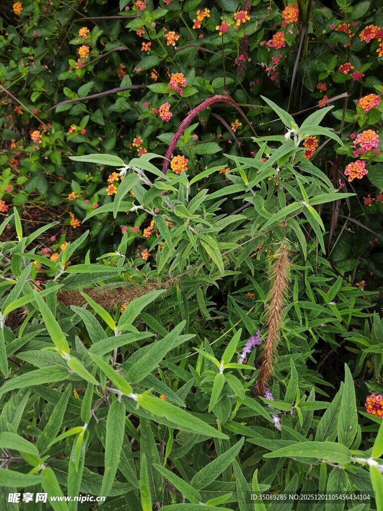 绿叶间的多彩绽放