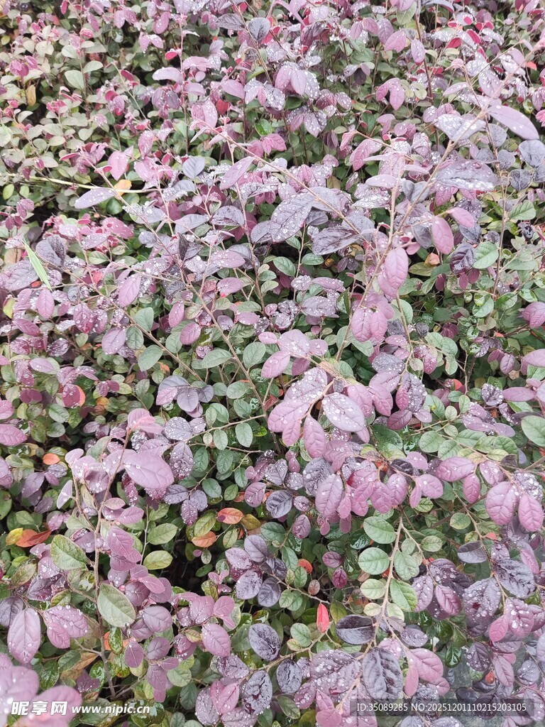 粉色三叶草花海景观