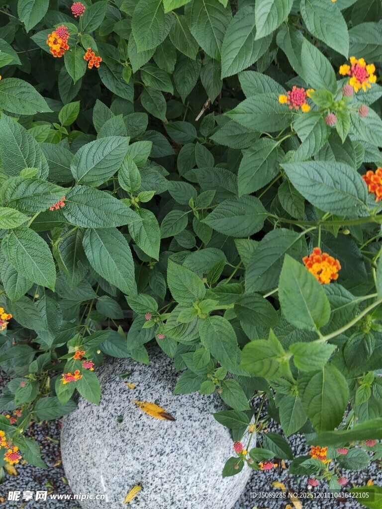 绿叶间绽放的橙色小花