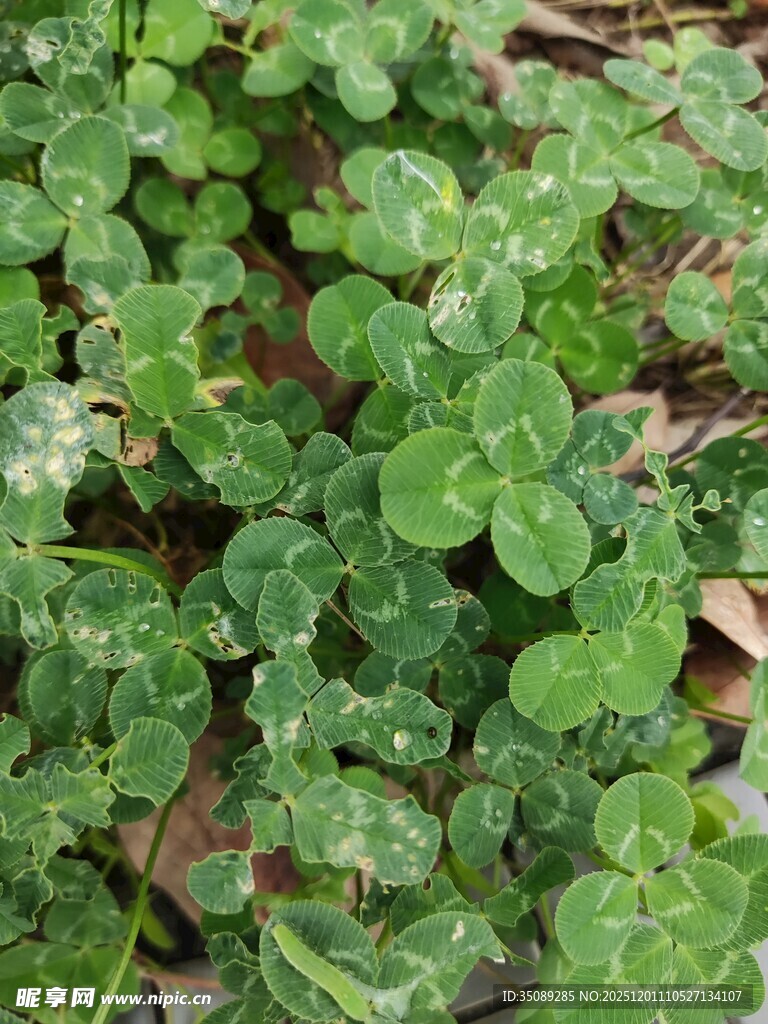 翠绿三叶草特写