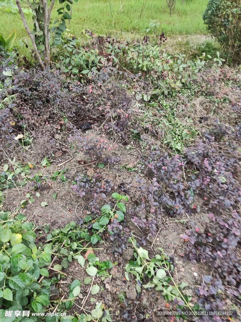 杂草丛生的荒废花园角落