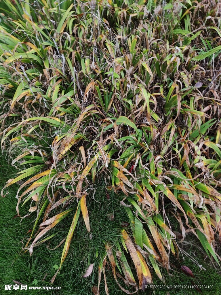 叶片斑驳的植物特写