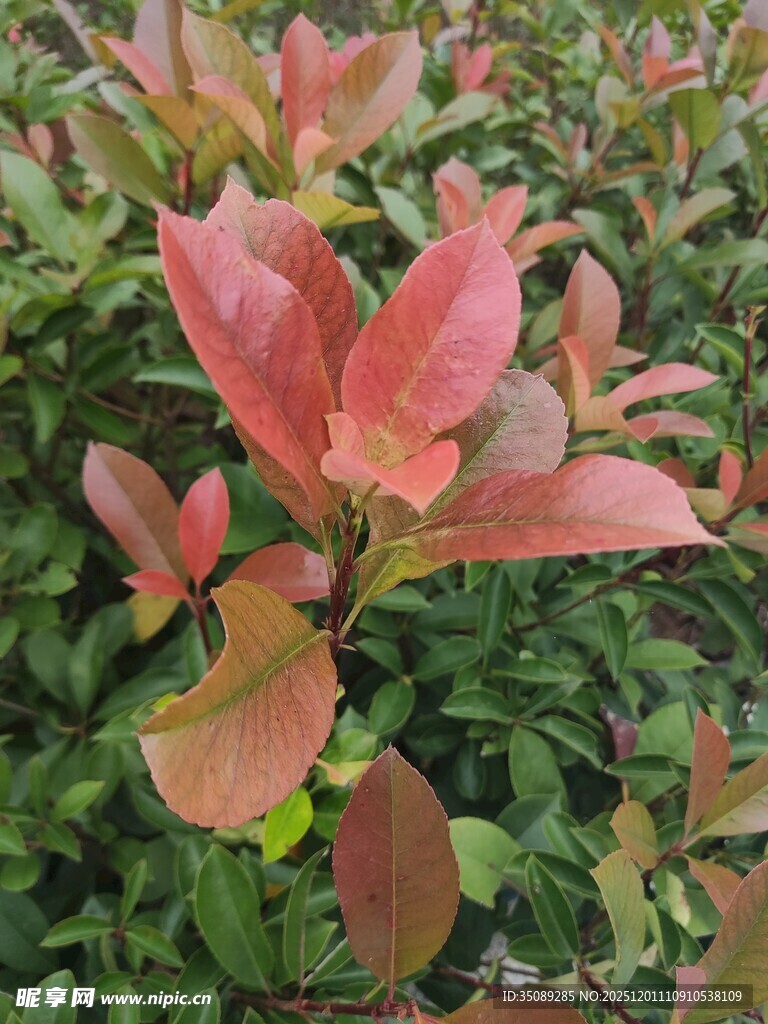 红叶灌木特写