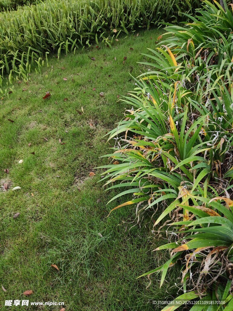 翠绿草地旁的多彩植物