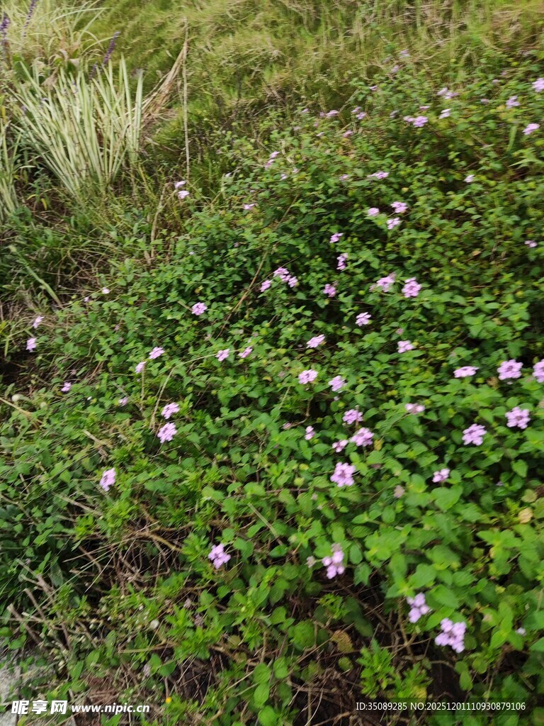 草丛中的紫色小花绽放