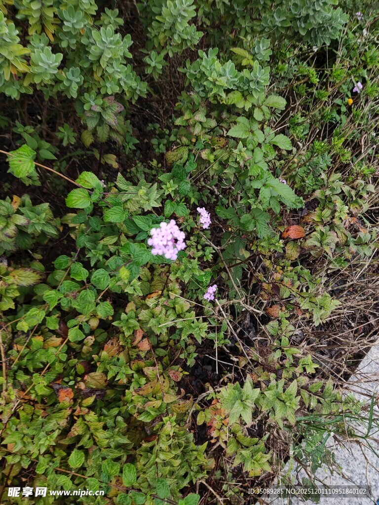 草丛中的娇艳粉色小花