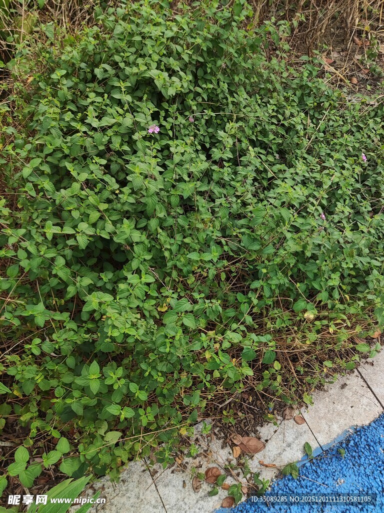 墙边翠绿繁茂的丛生植物