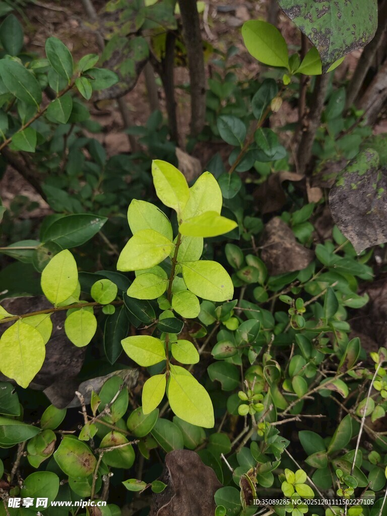嫩绿叶片点缀于植株间