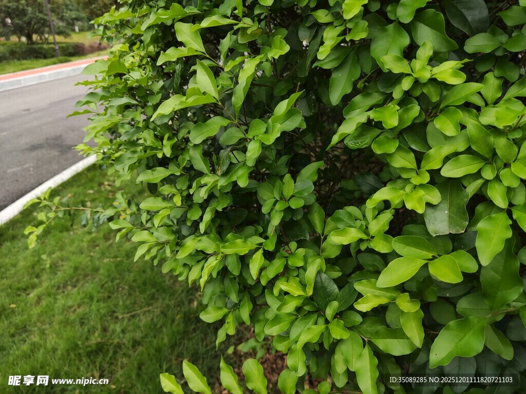 路边翠绿茂盛的灌木丛