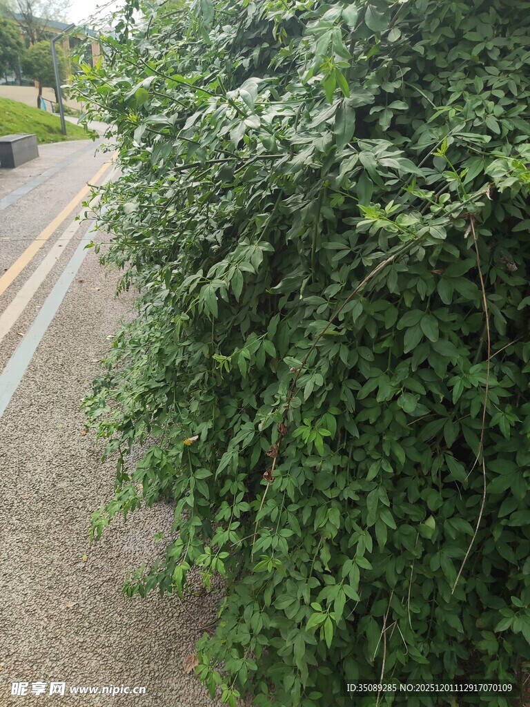 路边繁茂绿植