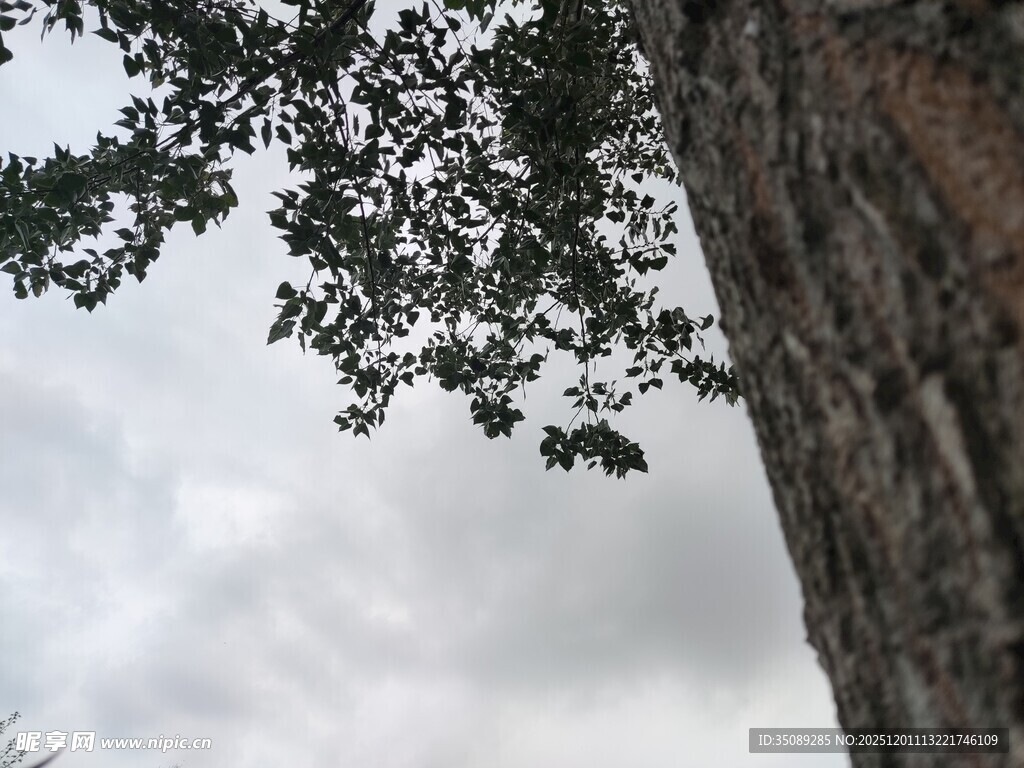 仰视树干与枝叶的景象