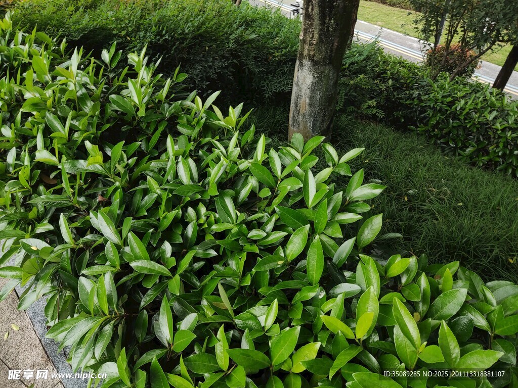 翠绿繁茂的园林绿植景观