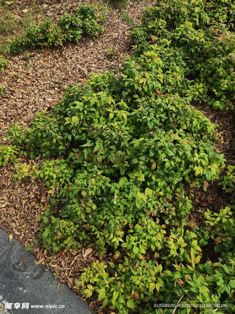 路边翠绿繁茂的植物景观