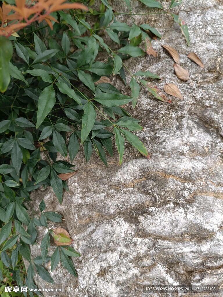 岩石上的翠绿藤蔓植物