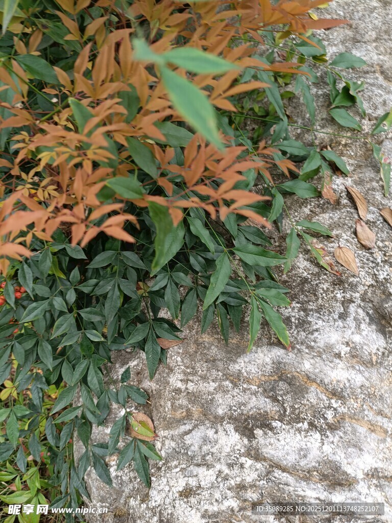 石边多彩植物景观