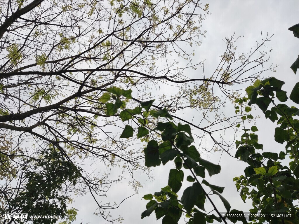 枝叶繁茂的树梢景象