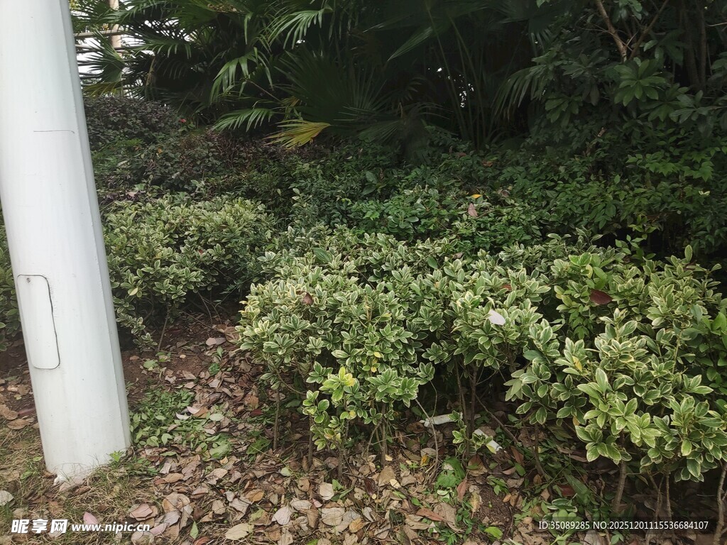 户外绿植与白色立柱景观