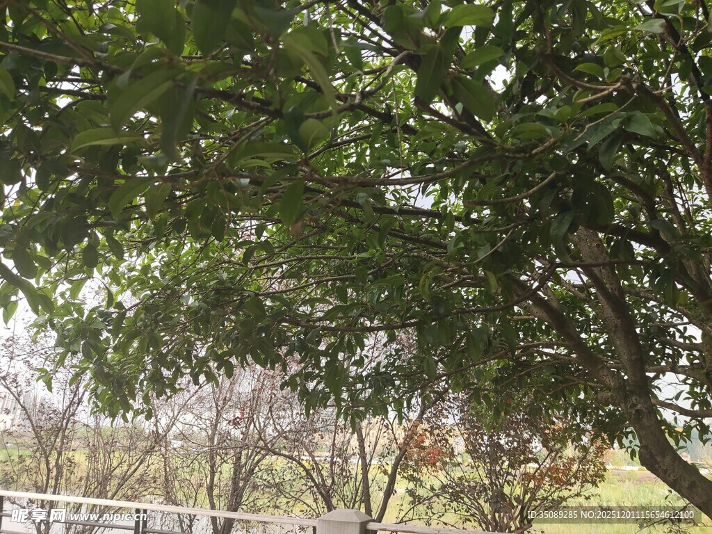 绿荫下的户外自然景致