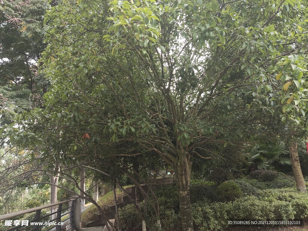 山林间繁茂的绿树景象