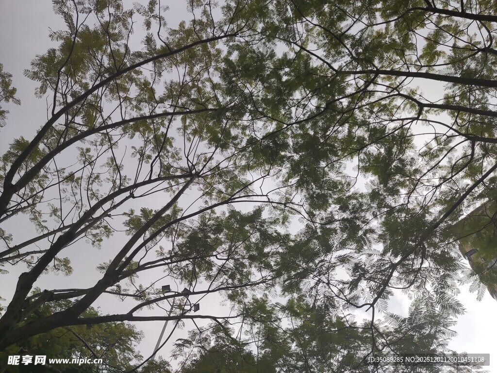 仰视茂密枝叶的树冠