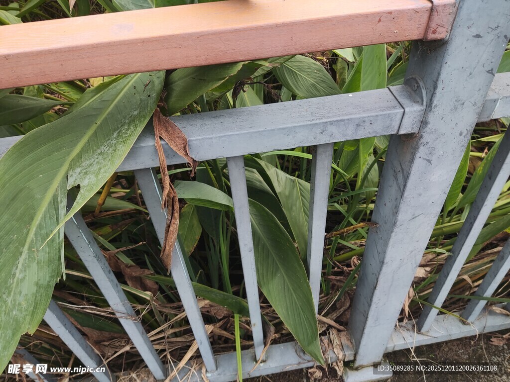 绿叶攀附金属栏杆景象