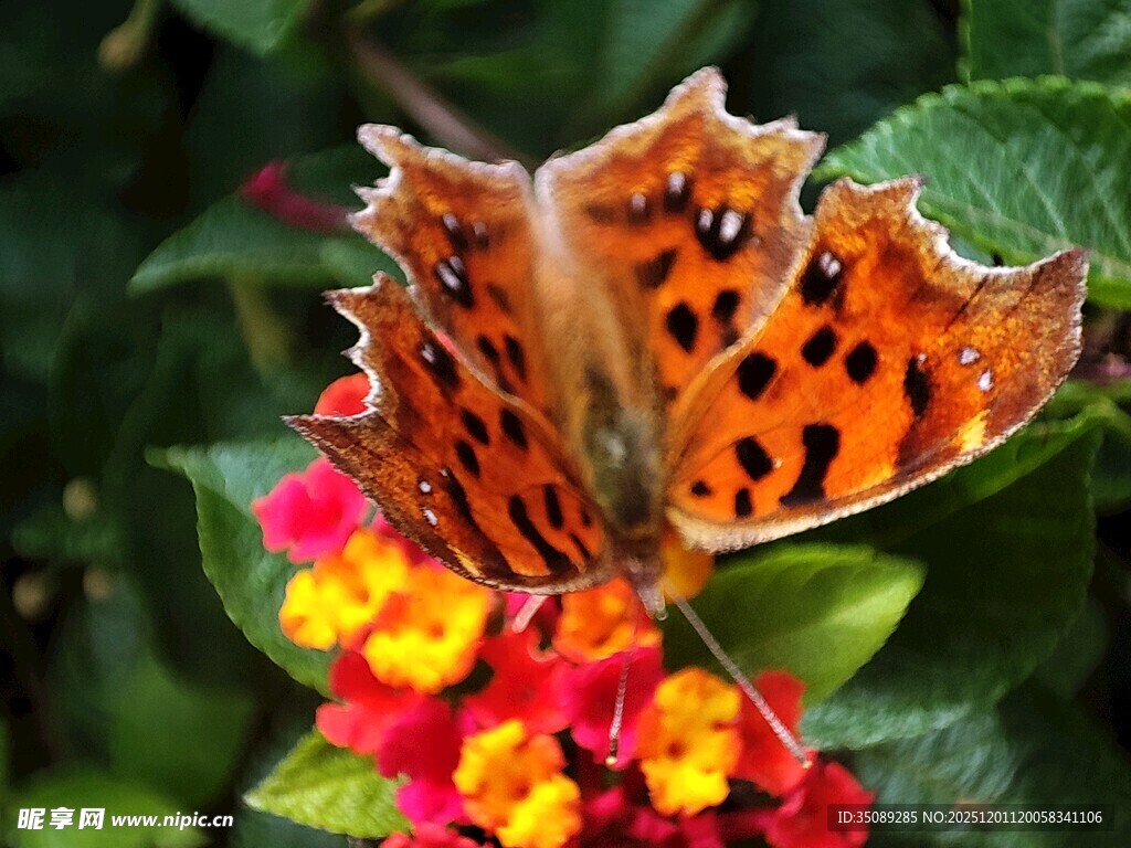 蛱蝶停留在多彩花朵上