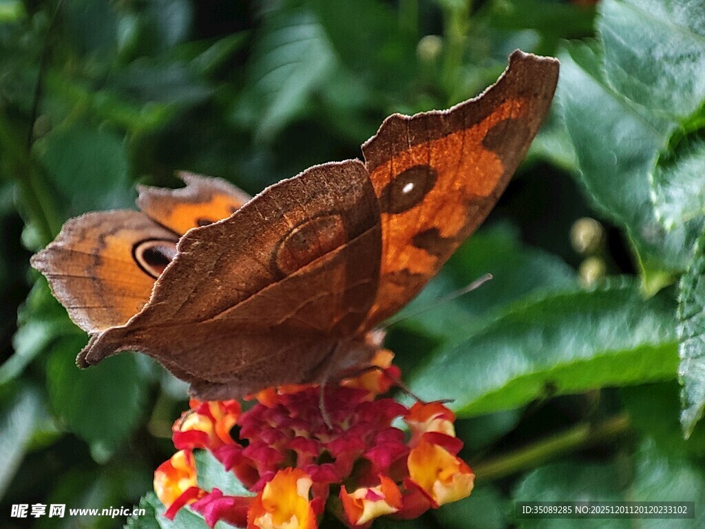 枯叶蝶停驻多彩花朵上