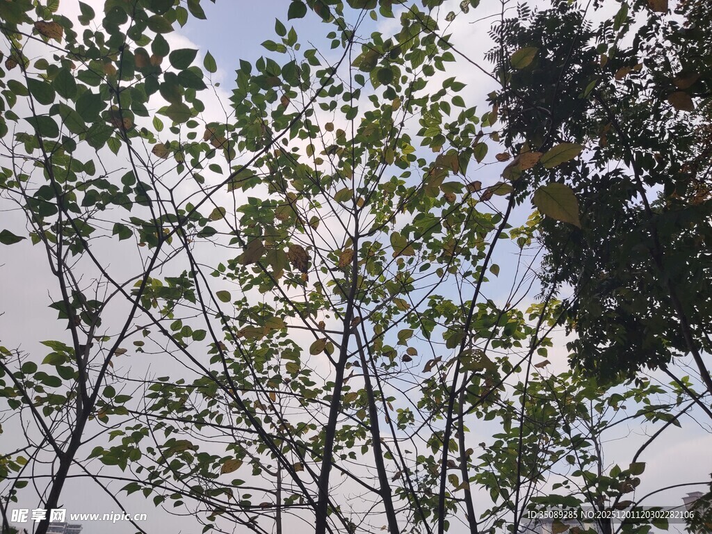 仰视繁茂枝叶与天空