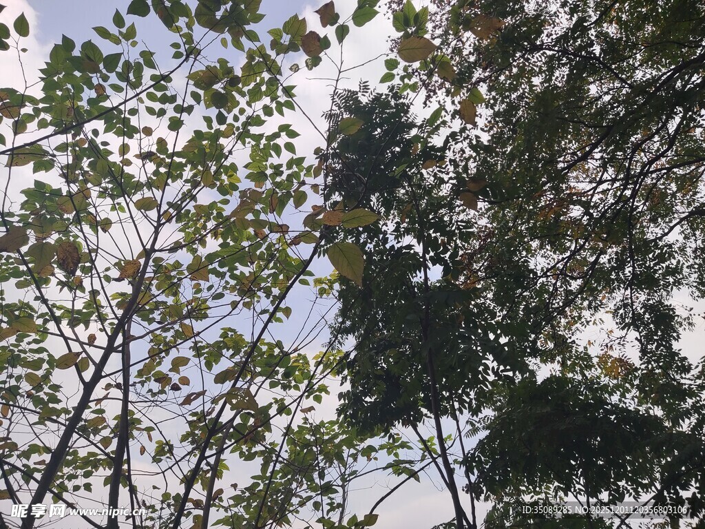 仰视茂密树林枝叶