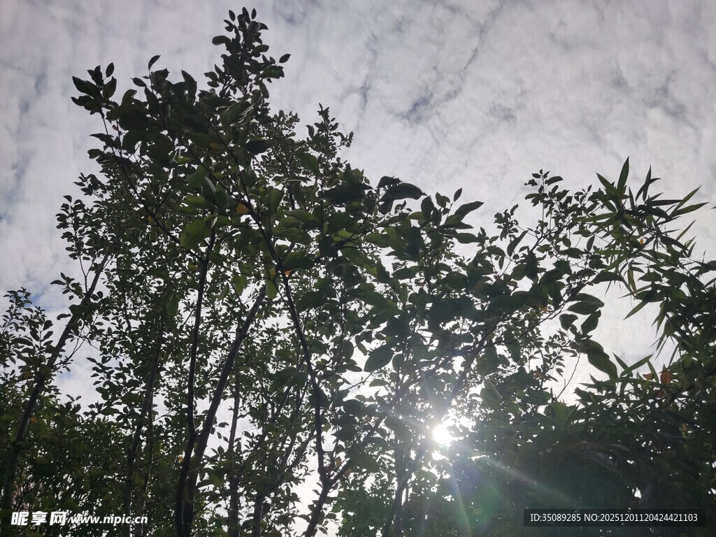 阳光穿透树梢的自然景致