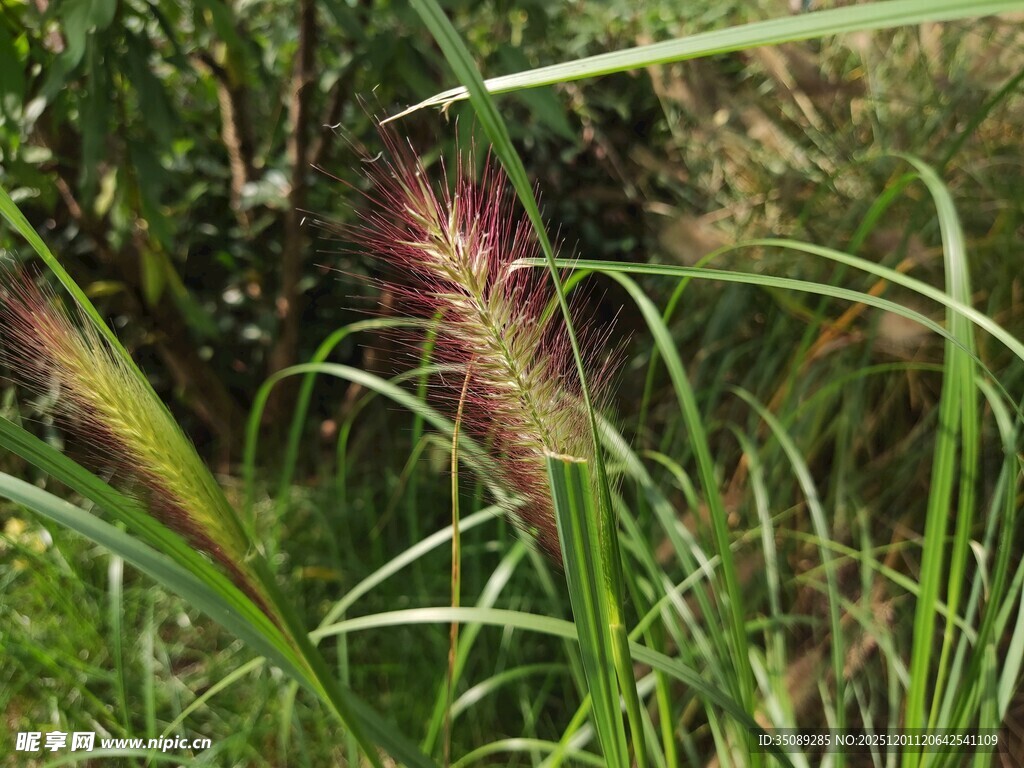 草丛中的美丽狗尾草