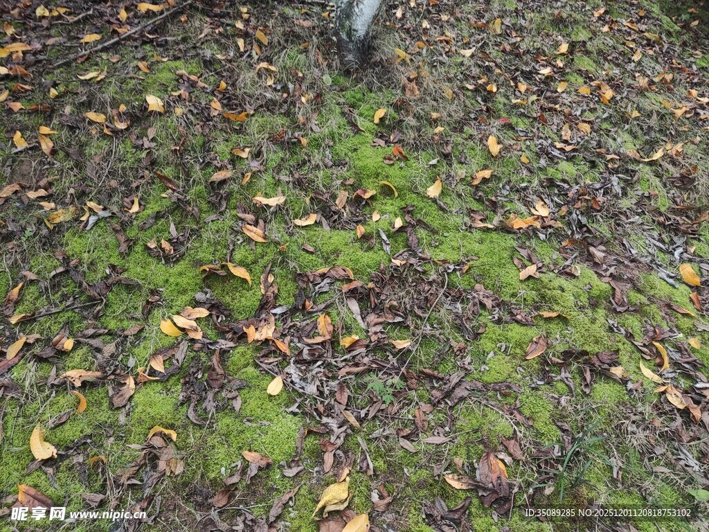 地面上的苔藓与落叶