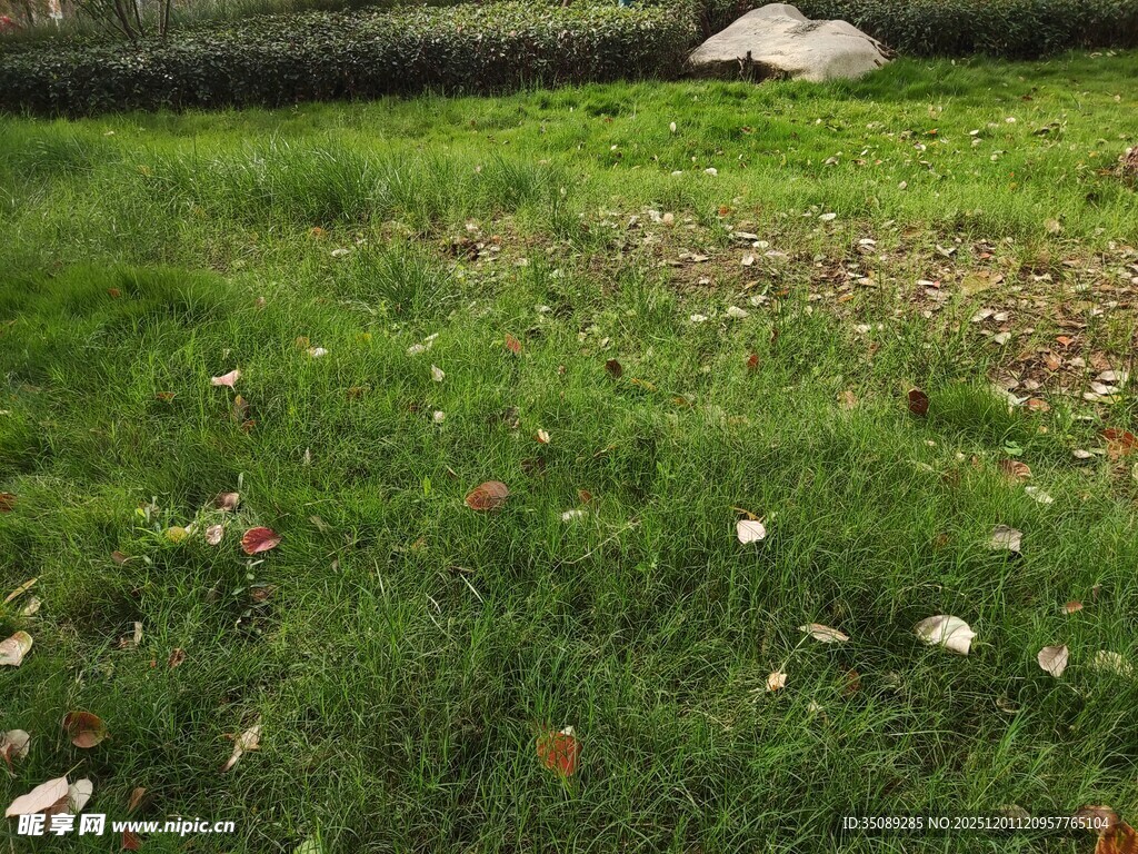 秋日草地散落枯叶