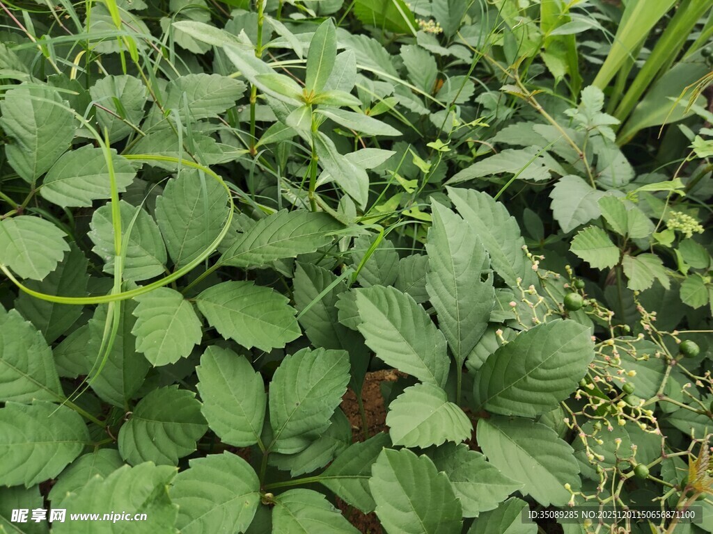 繁茂的绿色植物景观