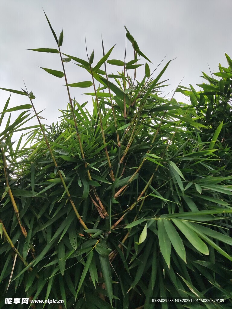 翠绿竹林尽显自然生机