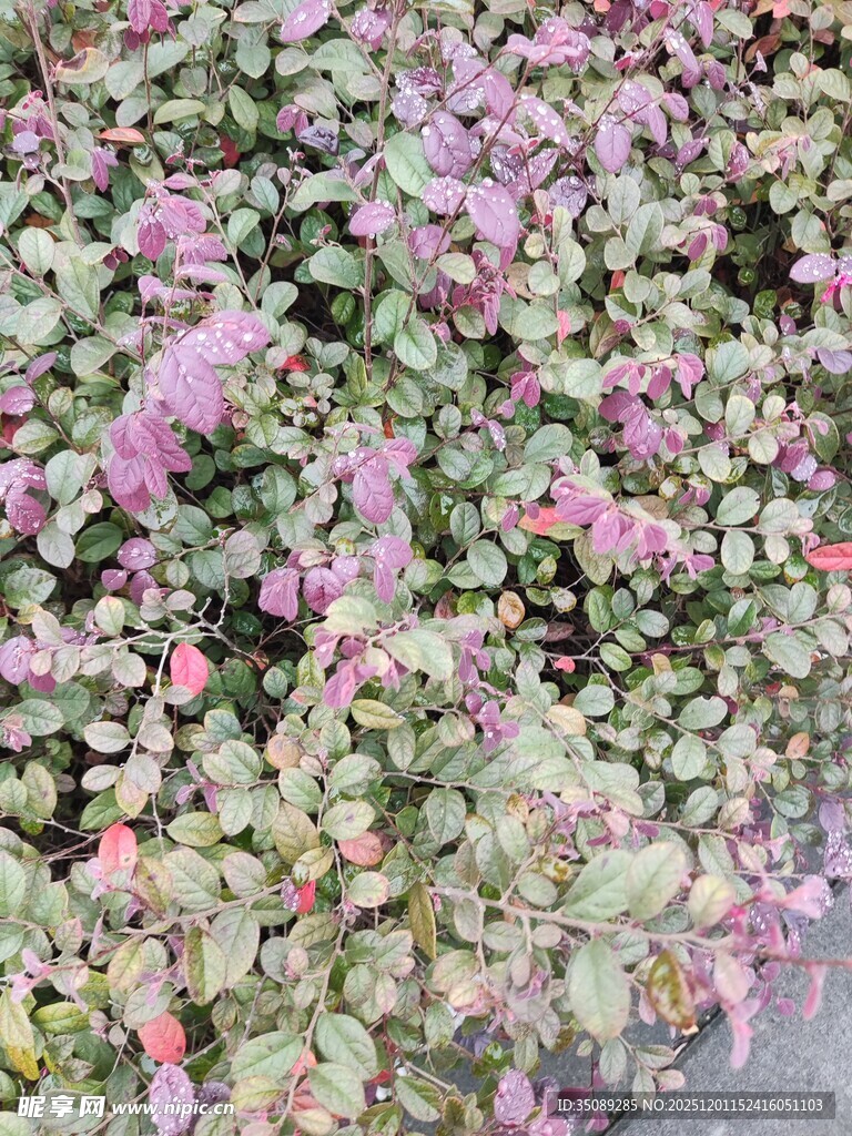 粉色花卉绿植景观